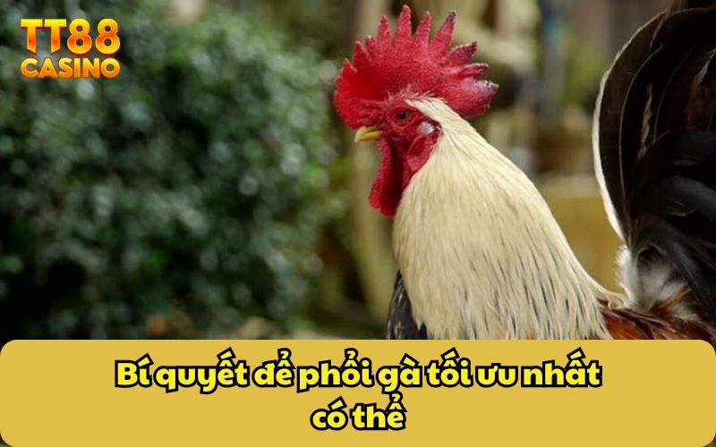Bí quyết để phổi gà tối ưu nhất có thể