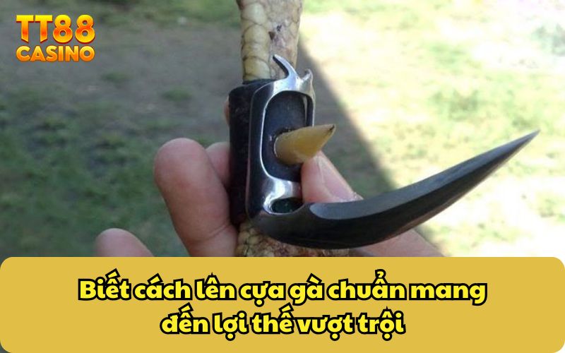 Biết cách lên cựa gà chuẩn mang đến lợi thế vượt trội