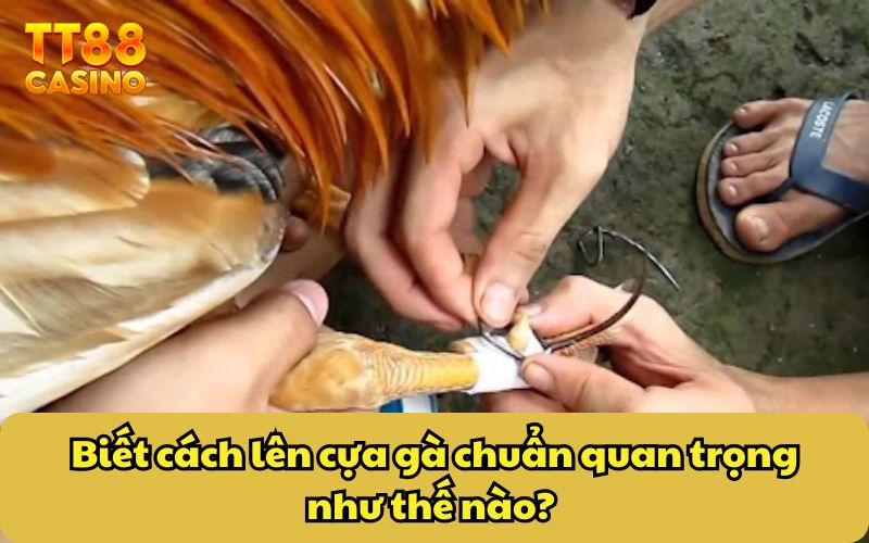 Biết cách lên cựa gà chuẩn quan trọng như thế nào? 