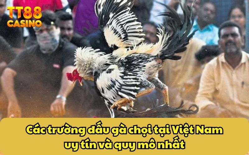 Các trường đấu gà chọi tại Việt Nam uy tín và quy mô nhất