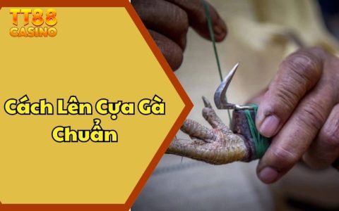 Cách Lên Cựa Gà Chuẩn - Mẹo Tăng Cường Khả Năng Chiến Thắng