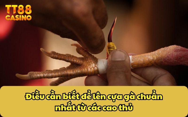Điều cần biết để lên cựa gà chuẩn nhất từ các cao thủ