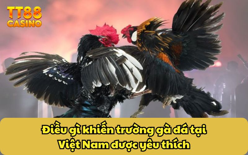 Điều gì khiến trường gà đá tại Việt Nam được yêu thích