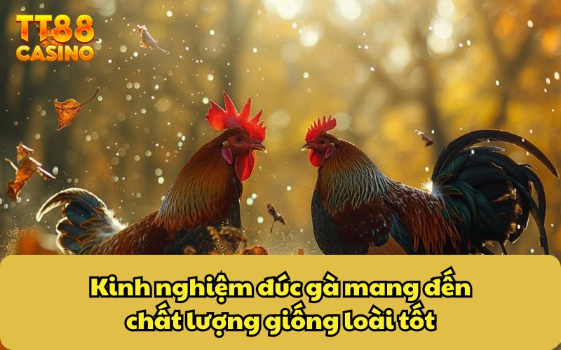 Kinh nghiệm đúc gà mang đến chất lượng giống loài tốt