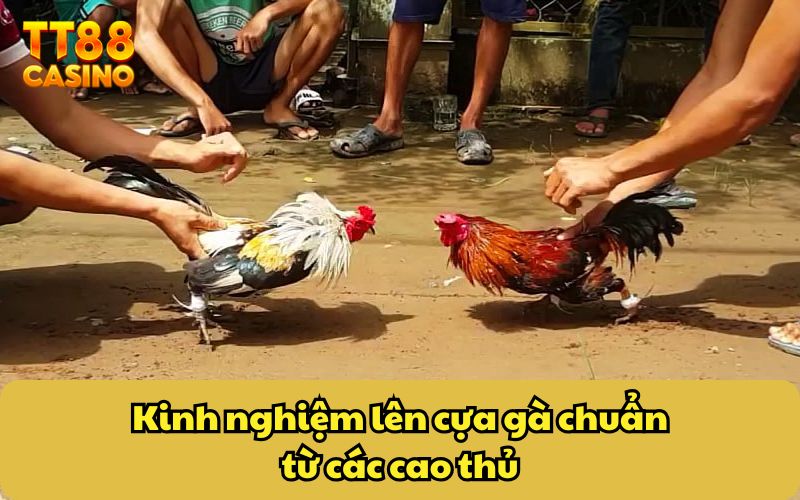 Kinh nghiệm lên cựa gà chuẩn từ các cao thủ