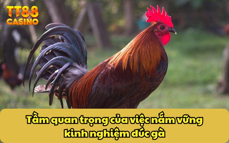Tầm quan trọng của việc nắm vững kinh nghiệm đúc gà