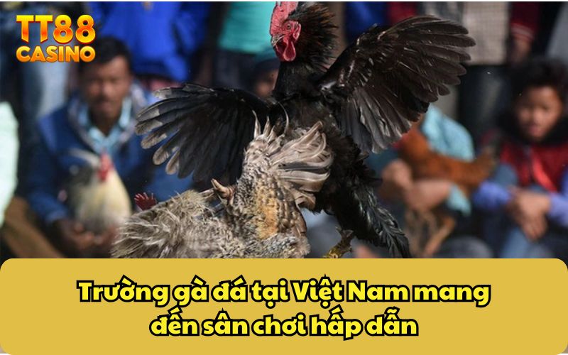 Trường gà đá tại Việt Nam mang đến sân chơi hấp dẫn