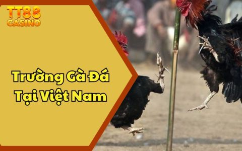 Trường Gà Đá Tại Việt Nam - Sức Hút Của Những Trận Chiến