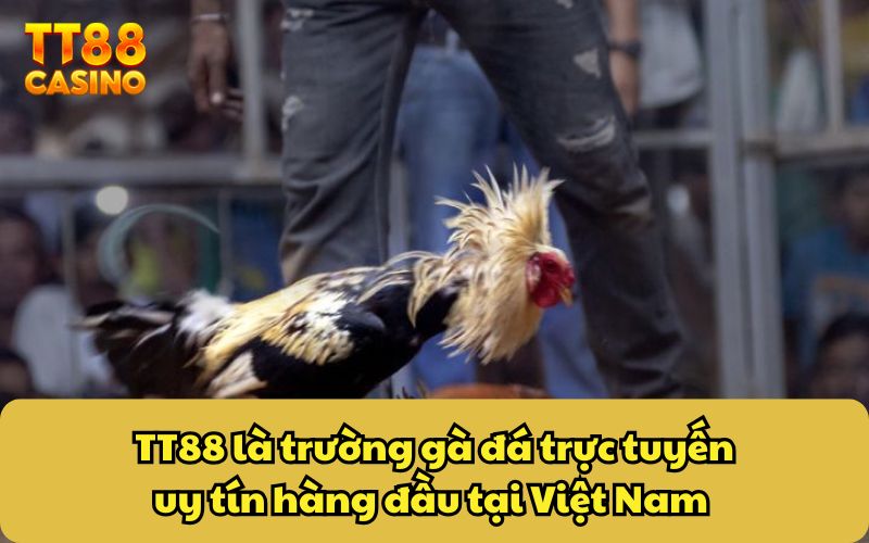 TT88 là trường gà đá trực tuyến uy tín hàng đầu tại Việt Nam 